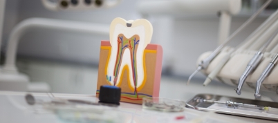 Model of a decayed tooth on a desk