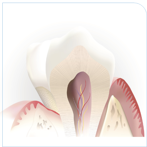 Illustration of the nerves and root canals inside of a tooth
